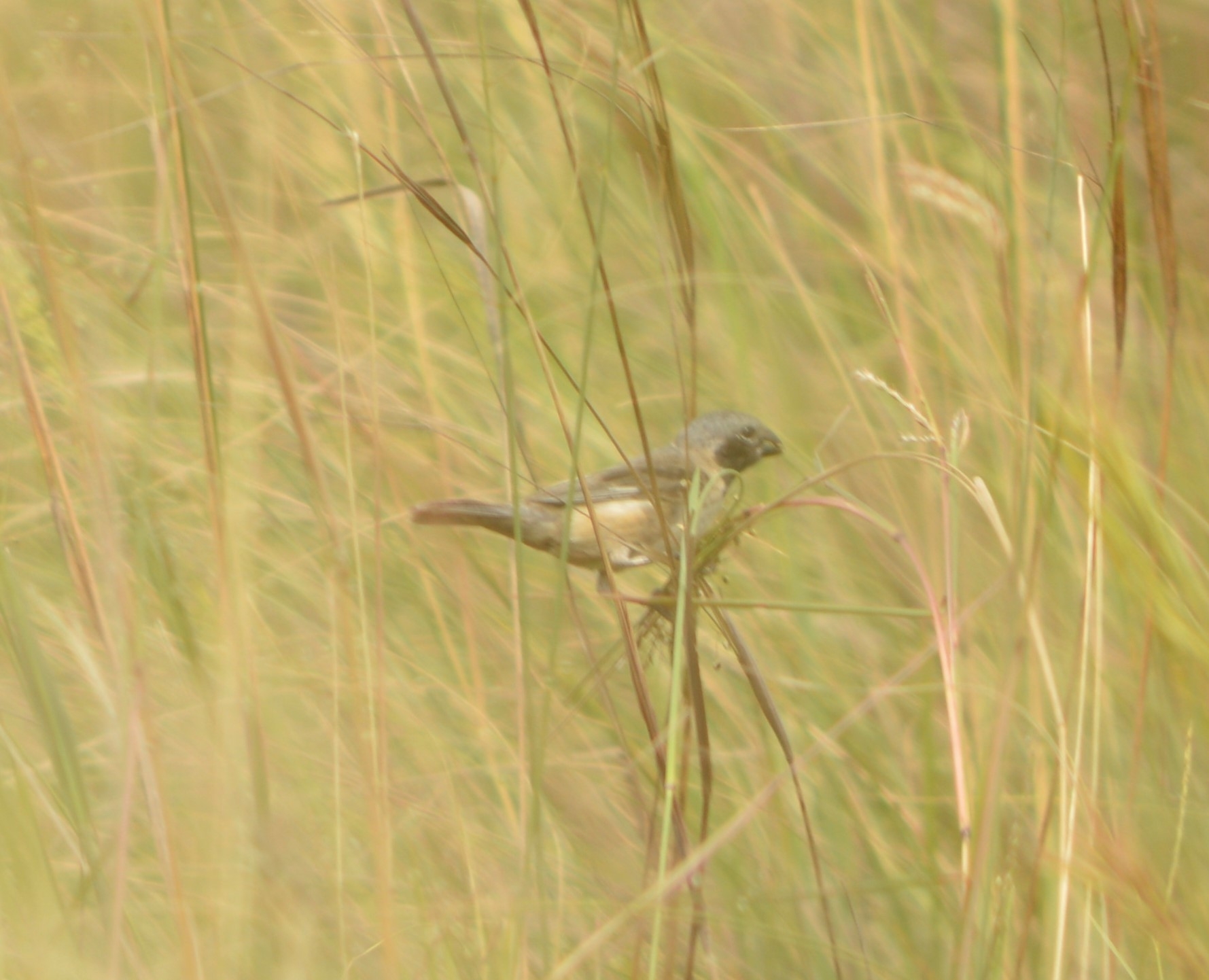 Ibera Seedeater (Sporophila iberaensis)