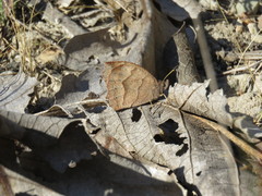 Pindis squamistriga