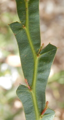 Acacia alata