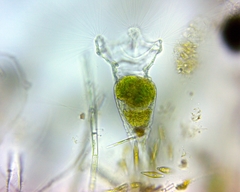 Collotheca