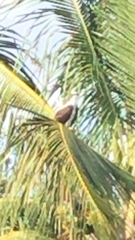 Pandion haliaetus