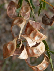 Acacia alata