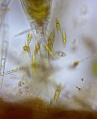 Collotheca