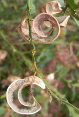 Acacia alata