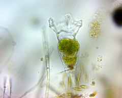 Collotheca