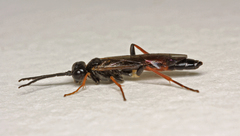 Allantus rufocinctus