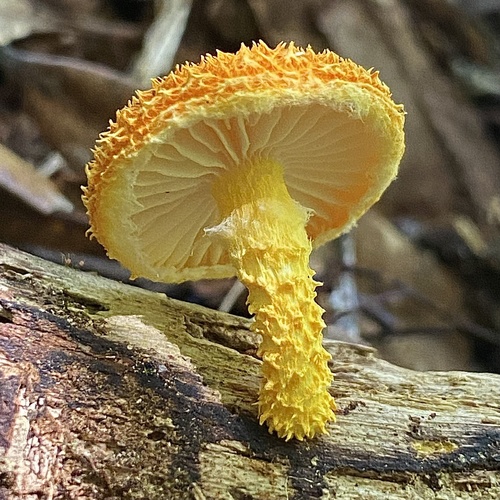 Golden-scruffy Collybia