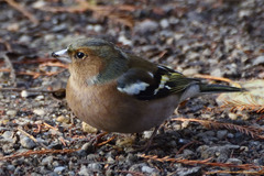 Fringilla coelebs