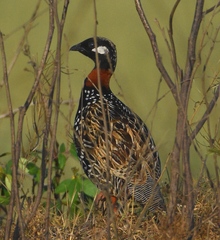 Francolinus francolinus
