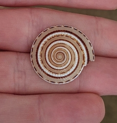 Architectonica perspectiva
