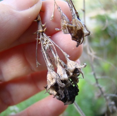 Psoralea odoratissima