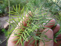 Psoralea odoratissima