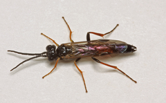 Allantus rufocinctus