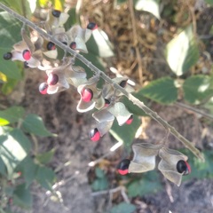 Rhynchosia precatoria