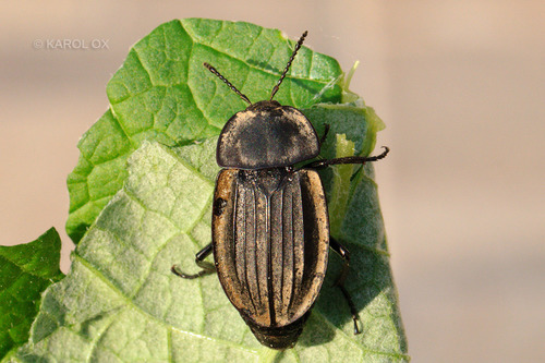 zdochlinár rebravý (Silpha carinata)