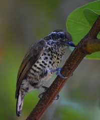 Picumnus innominatus