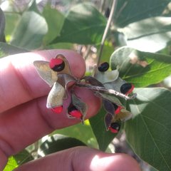 Rhynchosia precatoria