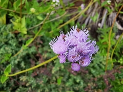 Ageratum littorale