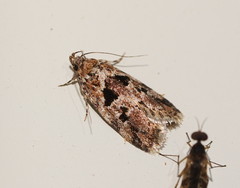 Barea melanodelta