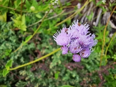 Ageratum littorale