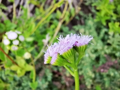 Ageratum littorale