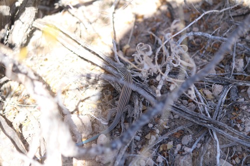 Little Striped Whiptail