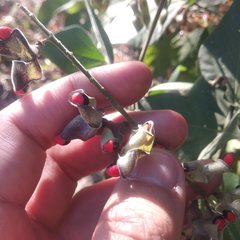 Rhynchosia precatoria