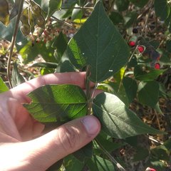 Rhynchosia precatoria