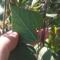 Rhynchosia precatoria