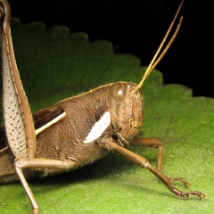 Schistocerca flavofasciata