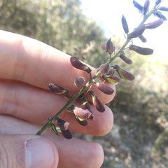 Rhynchosia precatoria