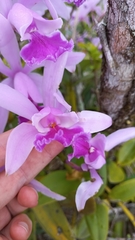 Cattleya intermedia