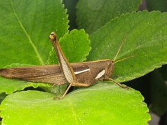 Schistocerca flavofasciata