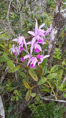 Cattleya intermedia