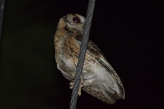 Otus bakkamoena