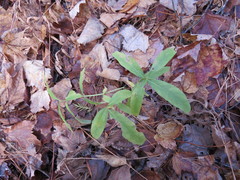 Lysimachia thyrsiflora
