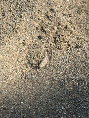 Heliastus sumichrasti