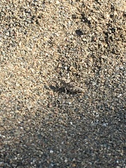 Heliastus sumichrasti