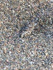 Heliastus sumichrasti