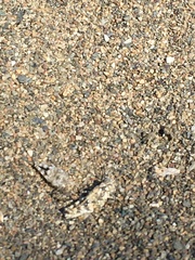 Heliastus sumichrasti