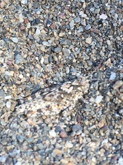 Heliastus sumichrasti