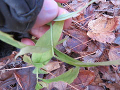 Lysimachia thyrsiflora