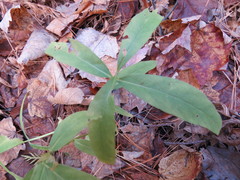 Lysimachia thyrsiflora