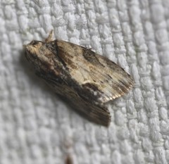 Etanna breviuscula