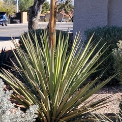 Yucca