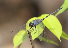 Trithemis aconita