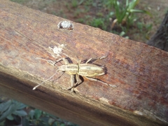 Naupactus xanthographus