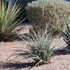 Hesperaloe parviflora