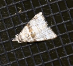 Nola euraphes