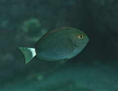 Acanthurus mata